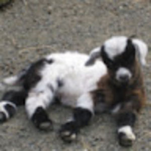 Meet your Posher, Elena